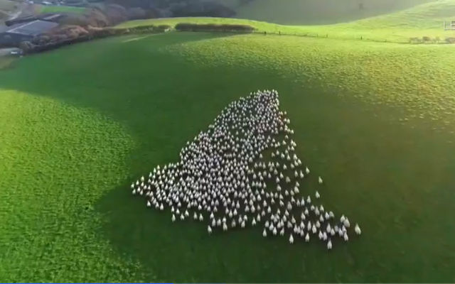french drone footage of sheep on the isle of wight