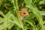 dormouse looking through the undergrowth