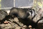 badger in hole