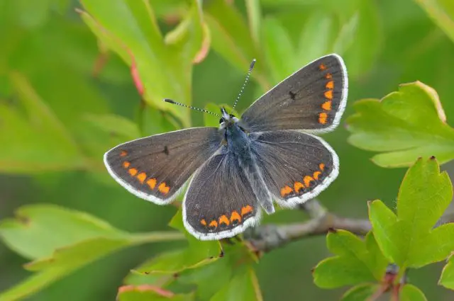 Brown Argus © Bob Eade, Butterfly Conservation