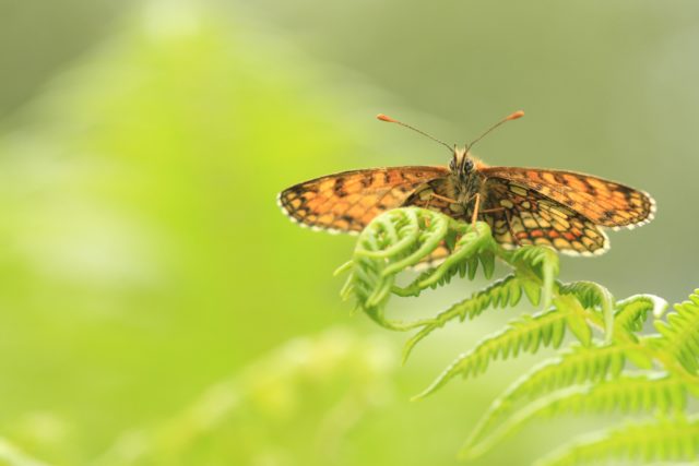 Heath Fritillary ©  Will Langdon, Butterfly Conservation