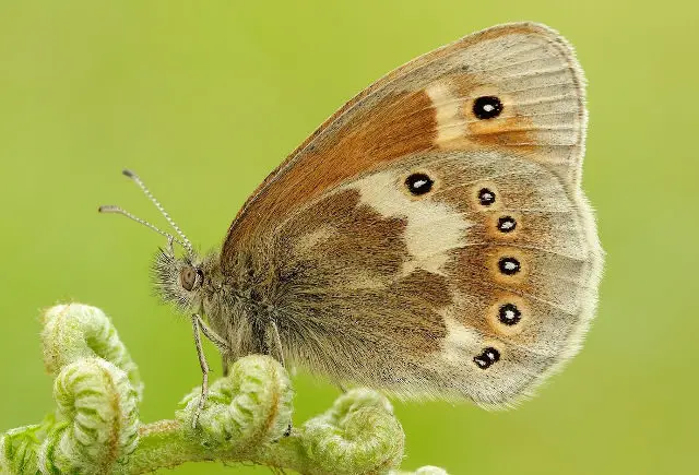 Large Heath © Iain H Leach, Butterfly Conservation