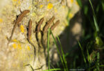 Ventnor wall lizard by Benjamin Tonner