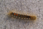 brown tail moth caterpillar by morningcoffee