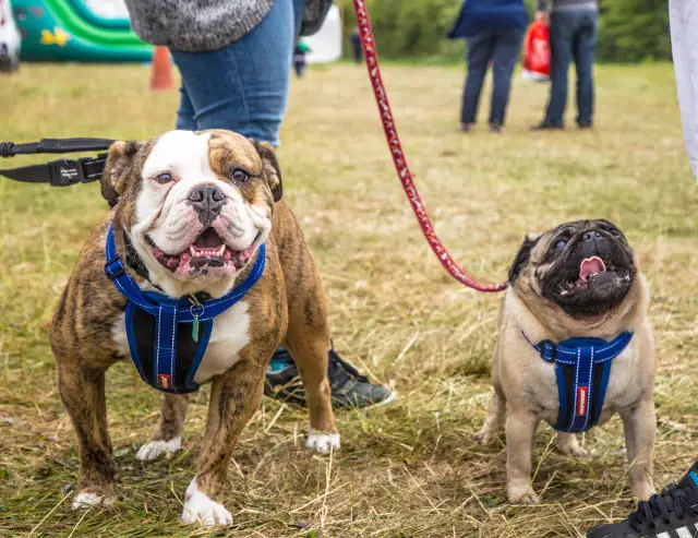 Dogs at County Show