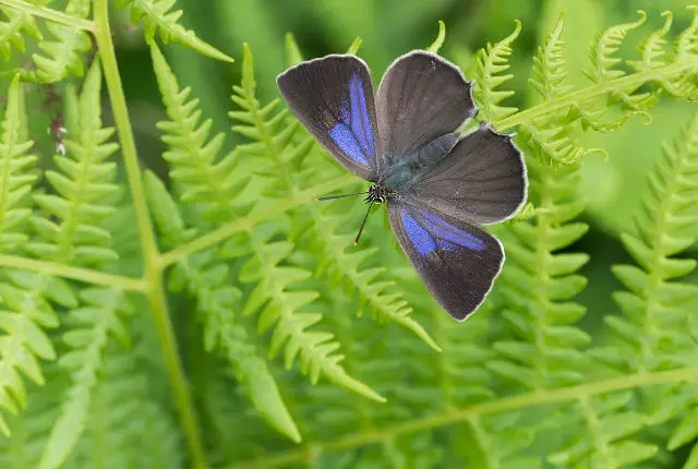 purple hairstreak butterfly