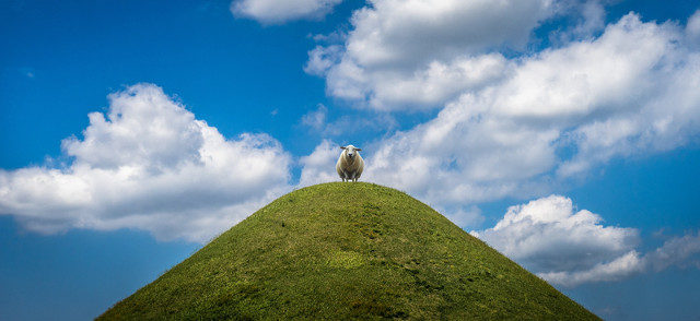 Sheep on a hill