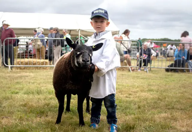 Young boy with sheep
