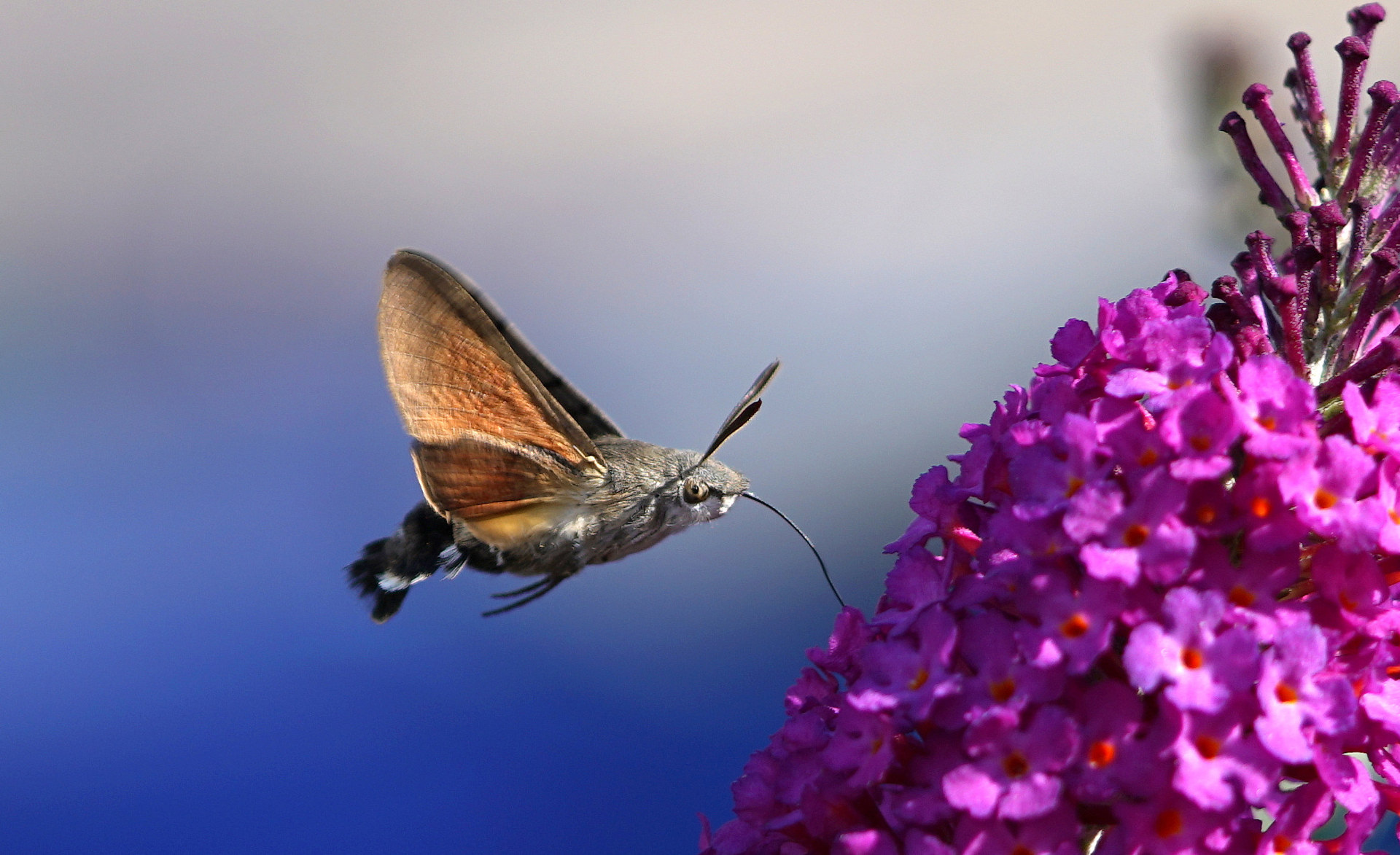 https://onthewight.com/wp-content/2019/05/Humming-bird-Hawk-moth_Steve-Maskell-Butterfly-Conservation.jpg