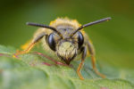 the andrena bee on a leaf