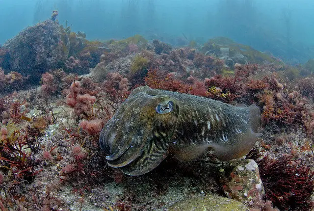 A Cuttlefish in the Solent