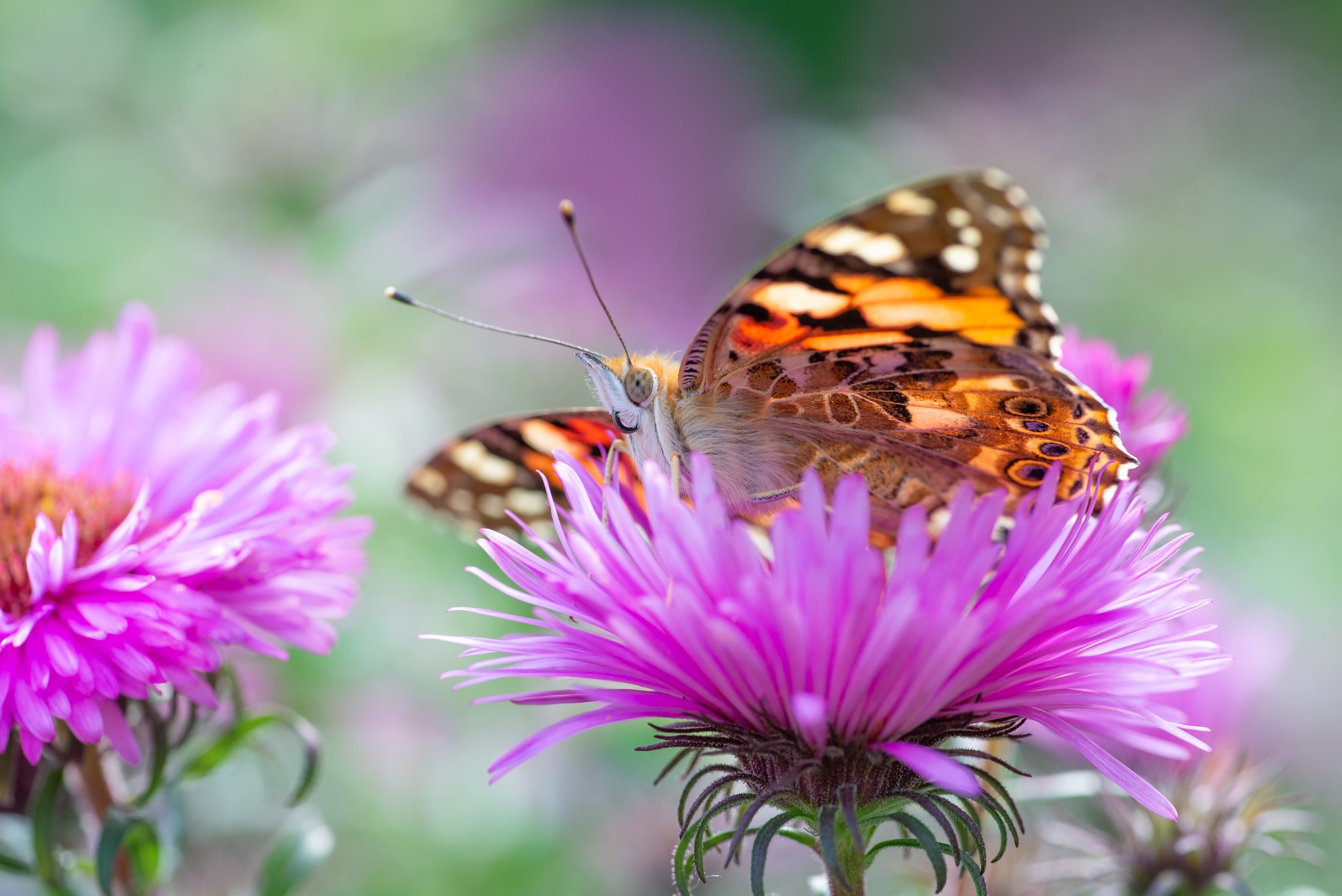 Painted Lady on flower