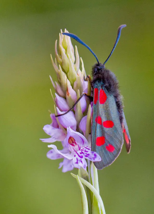 Six-spot Burnet © Ivan Lynas, Butterfly Conservation 
