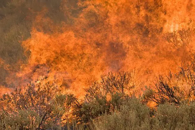 wildfire roaring in the countryside