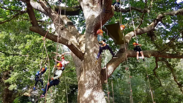 Kids having fun tree climbing with ropes and all the gear on 