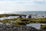 Intertidal survey at Colwell credit Hampshire & Isle of Wight Wildlife Trust