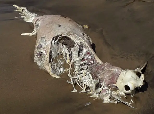 Dolphin carcass