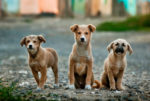 Three puppies looking at the camera