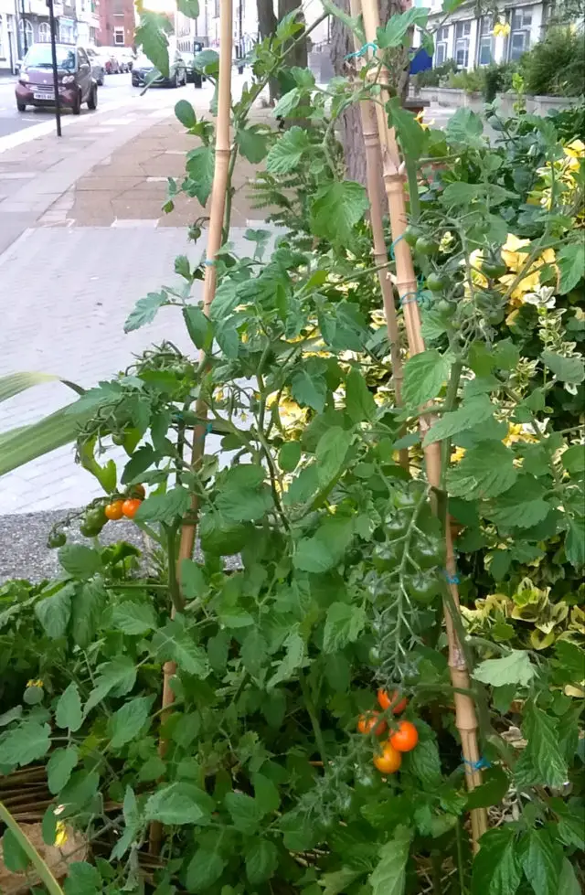 Community gardens outside county hall