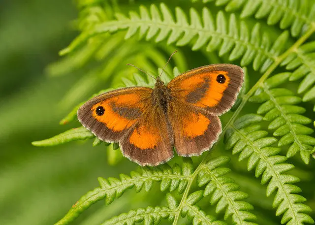 Gatekeeper © Gary Faulkner, Butterfly Conservation