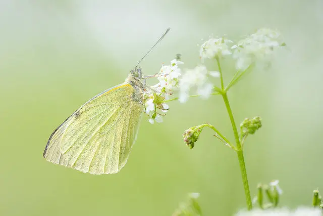 Large White © Jaco Costerus, Butterfly Conservation
