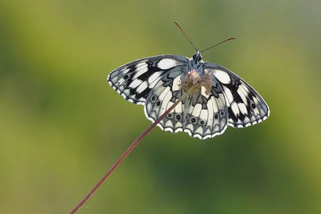 Marbled White © Bob Eade, Butterfly Conservation