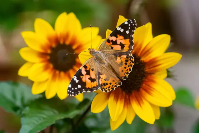 Painted Lady on a flower
