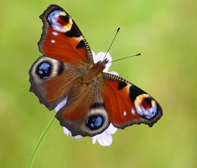 Peacock © Neil Hulme, Butterfly Conservation