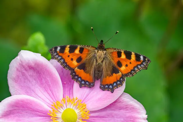 Small Tortoisehell  © Andrew Cooper, Butterfly Conservation
