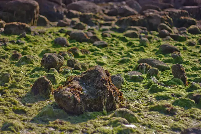 algae on the beach