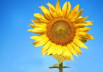 bright blue sky and yellow sunflower