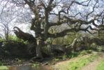 the dragon treet by a river in brighstone