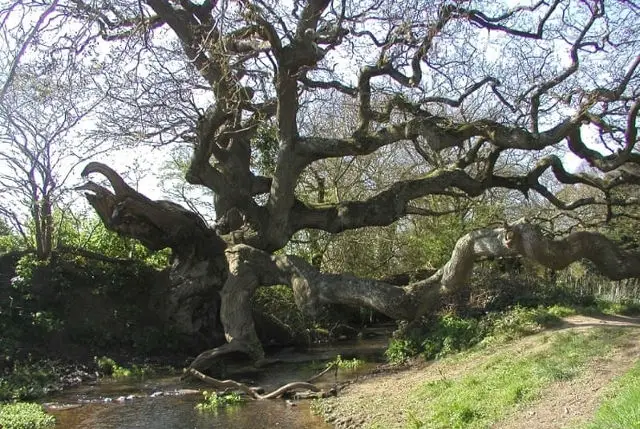 the dragon treet by a river in brighstone