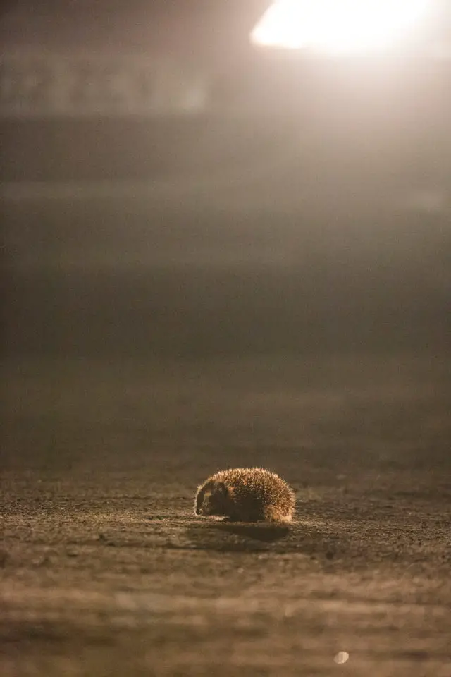 Hedgehog Erinaceus europaeus, adult crossing a road © David Woodfall