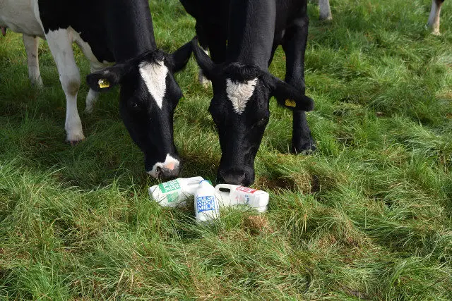 cows with cartons of milk