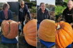 displays of giant pumpkins pan allotment