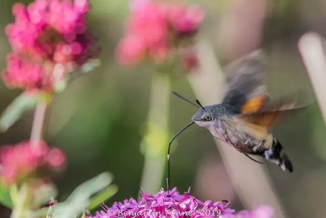 Hummingbird Hawk Moth (Macroglossum stellatarum) on Ventnor’s famous Red Valerian.