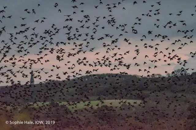 Isle of Wight Starling Murmuration by Sophie Hale