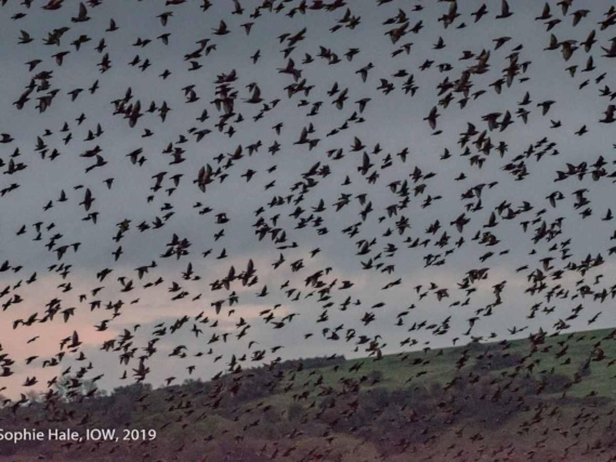 Marvellous murmurations: why do birds flock together?