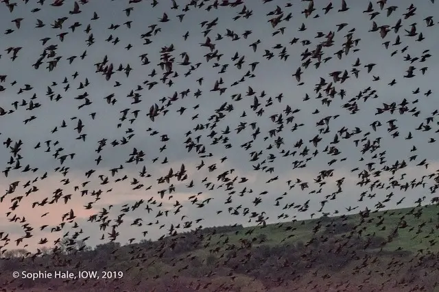 Isle of Wight Starling Murmuration by Sophie Hale