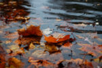 autumn leaves in rain puddle by Hannah Domsic