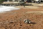 grumpy the seal on ventnor beach