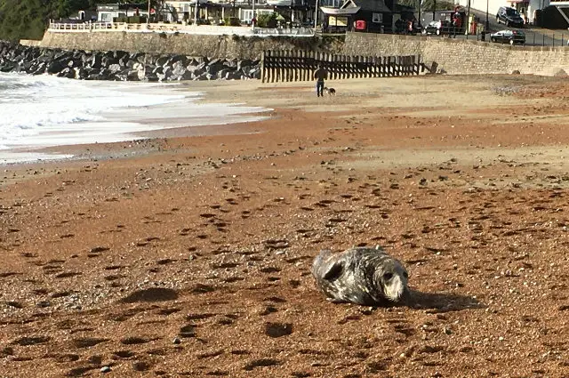 grumpy the seal on ventnor beach