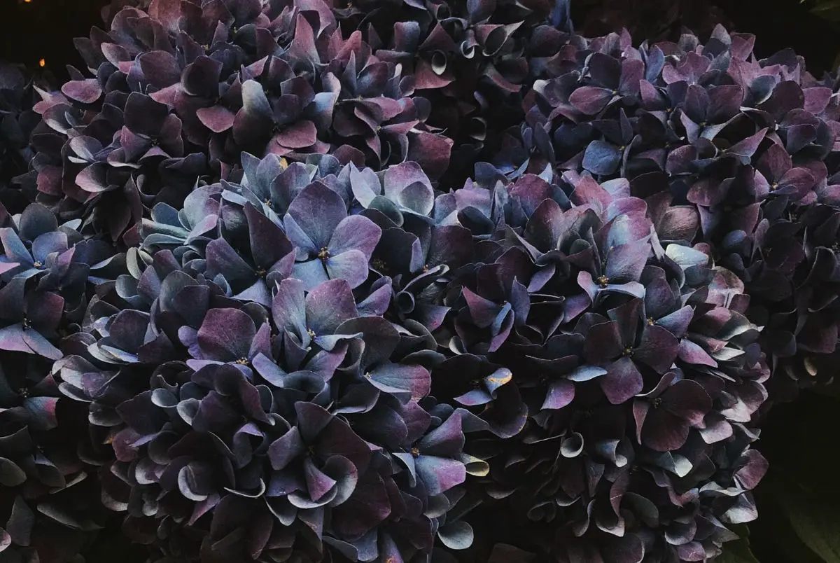 Purple hydraengeas