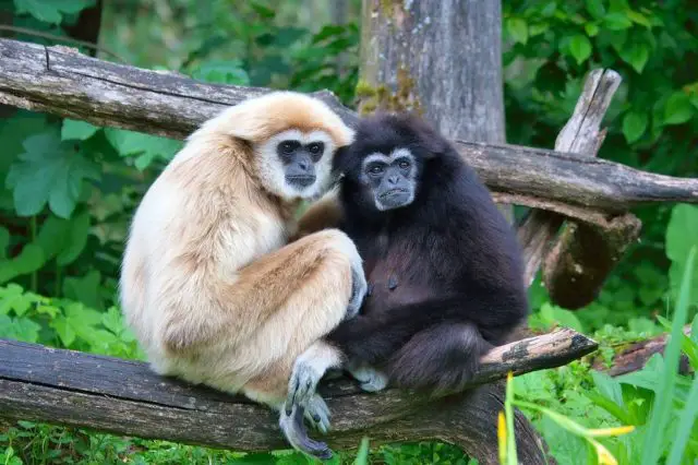 pair of gibbons sitting in a tree
