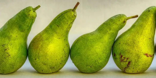 Row of pears