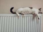 cat on radiator by he gong