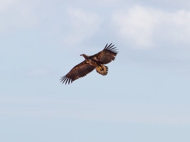 White-tailed eagle by Alison McFayden