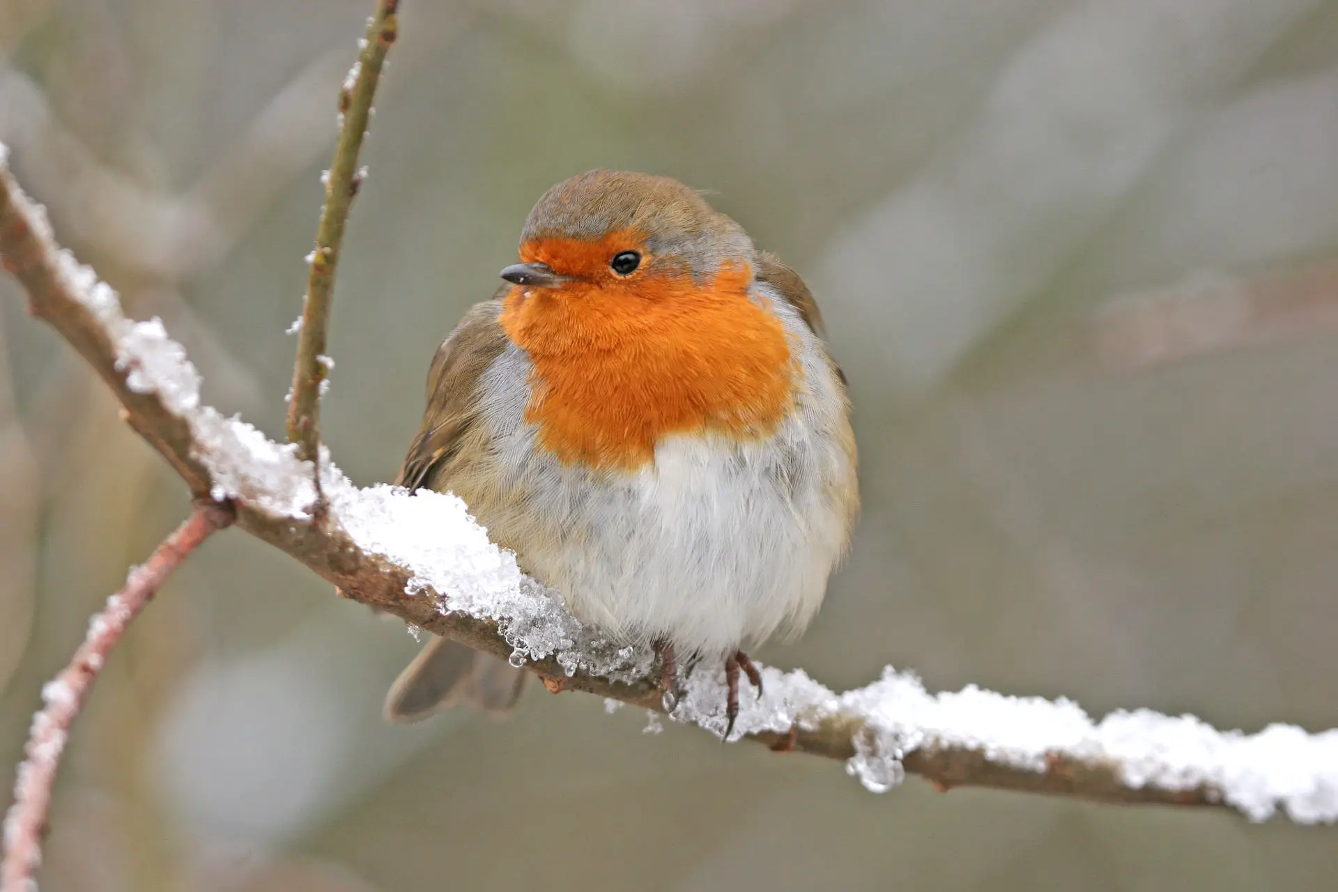 robin redbreast on a branch in the snow