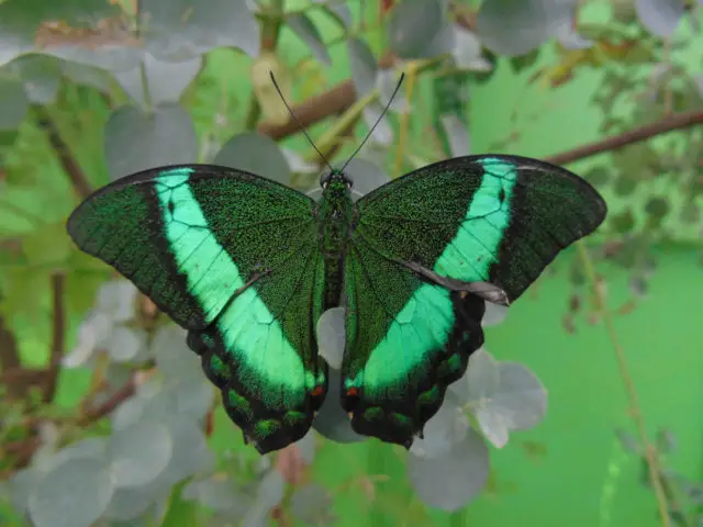 Emerald green swallowtail butterfly